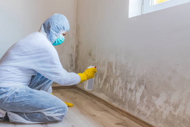 Licensed Mold Remediation service in Riverside, MD - WQB Mold Removal